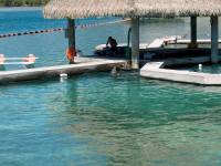 dolphin 15 